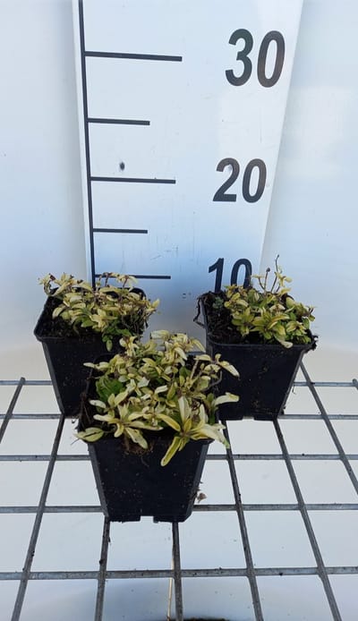 6 x Origanum vulgare 'Aureum' - Goudmarjolein, goudoregano - pot 9 x 9 cm