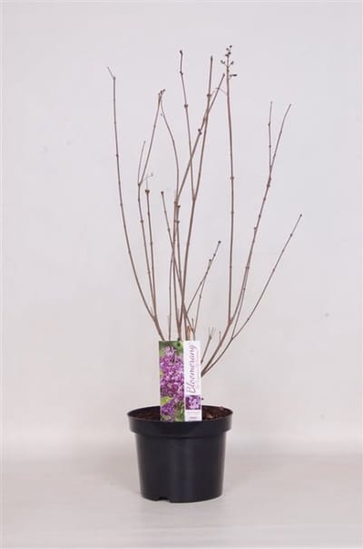 Arbustes de haie - Un ensemble 1 - Syringa Dark Purple - (3L) 40-50 cm
