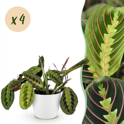 Plantenboetiek.nl | Maranta Fascinator Tricolour - Gebedsplant - Huisdiervriendelijke Plant - Groen - 4 Planten - met Potter Wit - Ø12cm - 25cm hoog - Kamerplant - Arrangement - Plant met pot