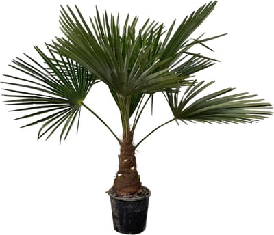 Trendyplants - Trachycarpus Fortuneii - Hoogte 170-190 cm - Winterhard - Chinese waaierpalm - Tuinplant - Potmaat Ø30cm