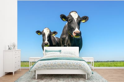 Behang - Fotobehang Koeien - Weiland - Gras - Dieren - Boerderij - Breedte 400 cm x hoogte 300 cm