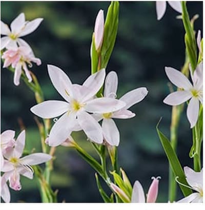Moerings Schizostylis Coccinea Alba | Moerasgladiool | In 18CM Mand Kant en Klaar