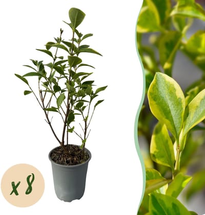 Haagplanten - Ligustrum ovalifolium Aureum - blad geel groen - 8 planten - 1 strekkende meter - groenblijvend - pot 9cm hoogte 35-40cm