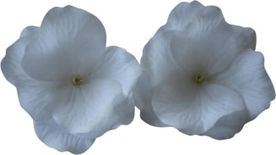 3 x Haarbloemen Clicks Wit