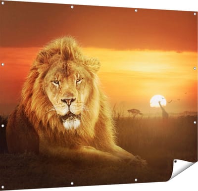 Gards Tuinposter Leeuw in de Savanne - Zonsondergang - 150x120 cm - Tuindoek - Tuindecoratie - Wanddecoratie buiten - Tuinschilderij