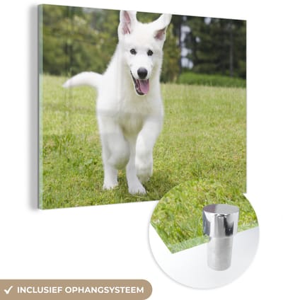 ® Glasschilderij 160x120 cm - Schilderij acrylglas - Een witte Duitse Herder puppy - Foto op glas - Muurdecoratie woonkamer - Wanddecoratie slaapkamer - Schilderijen
