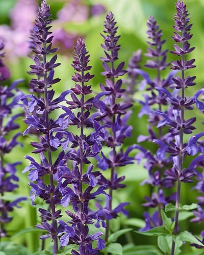2 sets - Bossalie Zaden New Dimension Blue Salvia Nemorosa Meerjarig