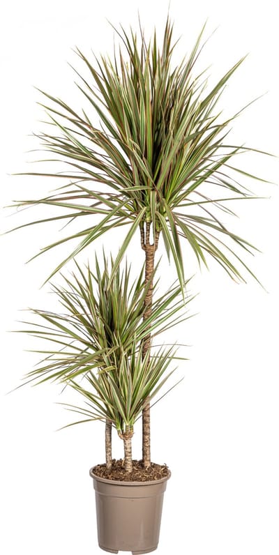 Plantenboetiek.nl | Dracaena Marginata Bicolor - Ø21cm - 110-120cm hoog - Kamerplant - Groenblijvend