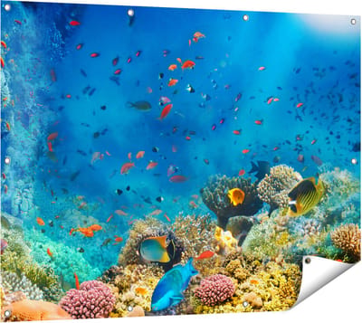 Gards Tuinposter Onderwater Vissen met Koraal in de Zee - 120x90 cm - Tuindoek - Tuindecoratie - Wanddecoratie buiten - Tuinschilderij