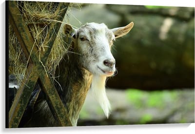 Canvas  - Witte Geit met Hooi - 120x80cm Foto op Canvas Schilderij (Wanddecoratie op Canvas)