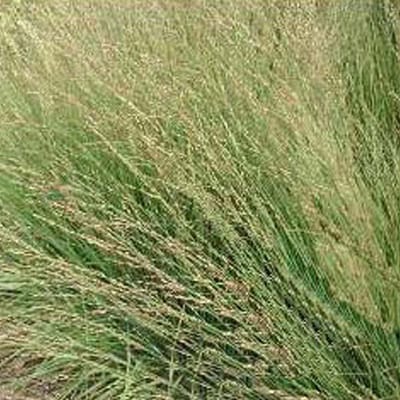 6 x Molinia Arundinacea 'Karl Foerster' - Pijpestrooitje - pot 9 x 9 cm - De Sierlijke Grasparel van de Tuin