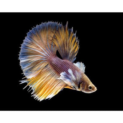 DIY Diamond Painting  Kleurrijke Rumble Fish  Dierenborduurwerk Kruissteekmozaïek vol met strass 20X30CM
