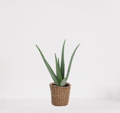 Aloë Vera in siermand Amber grof – vetplant – eenvoudig te onderhouden - 35-45cm - Ø13 – geleverd met plantenpot – vers uit de kwekerij