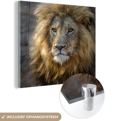 MuchoWow® Glasschilderij 50x50 cm - Schilderij acrylglas - Leeuw - Portret - Wild - Foto op glas - Schilderijen