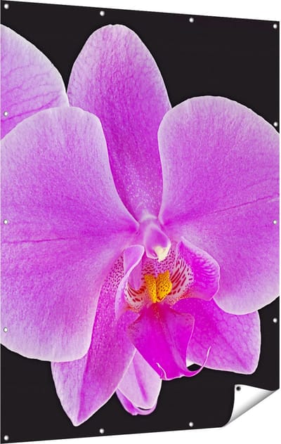 Gards Tuinposter Licht Paarse Orchidee - Bloem - 120x160 cm - Tuindoek - Tuindecoratie - Wanddecoratie buiten - Tuinschilderij