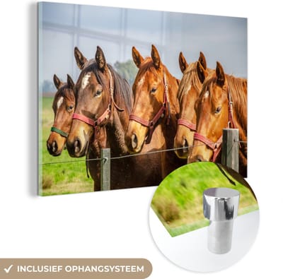 MuchoWow® Glasschilderij 60x40 cm - Schilderij acrylglas - Paarden - Hek - Zomer - Foto op glas - Schilderijen