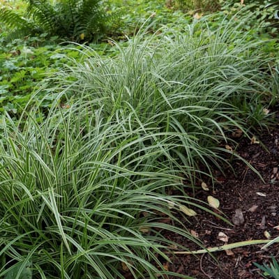 25 x Japanse Zegge Wit|Groen - Wintergroen Siergras - Carex morrowii 'Ice Dance' in 9x9cm pot met hoogte 5-10cm