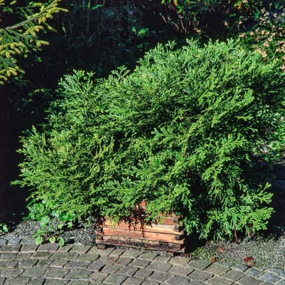 Plants Online BV - Planten - Haagplanten - Coniferen - Tuinplanten - Sier coniferen - Set van 1 - Thujopsis dolabrata 'Nana'