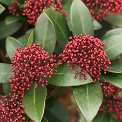 Skimmia Japonica 'Rubella' - Skimmia  25-30 cm pot
