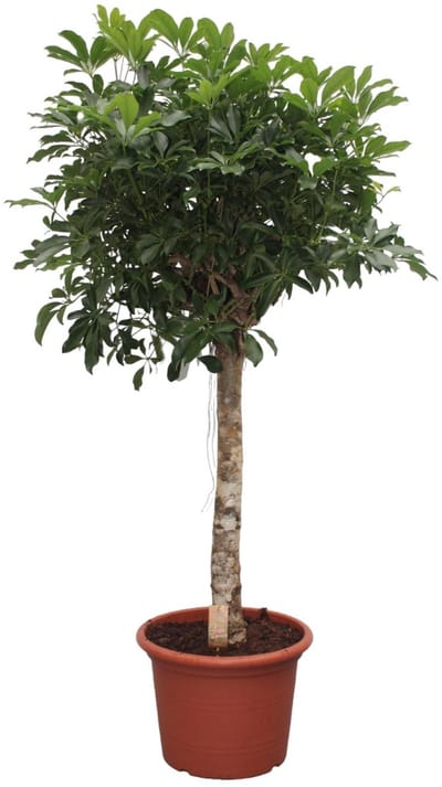 Schefflera Arboricola Compacta boom - 180 cm - ø35