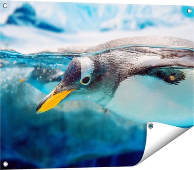 Gards Tuinposter Pingu�n Zwemt onder Water - 80x60 cm - Tuindoek - Tuindecoratie - Wanddecoratie buiten - Tuinschilderij