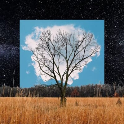 Bloom Innocent - Fink