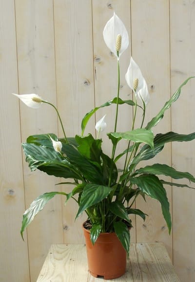 Warentuin Natuurlijk - Lepelplant Spathiphyllum H50-70 cm potmaat 17 cm kamerplant