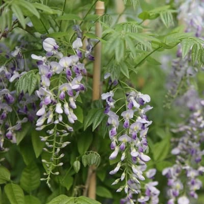 Blauwe Regen Struik - Klimplant Geurend - Tuin Decoratie - Rijkbloeiend Lang - 50-60 cm - Violet Blauw