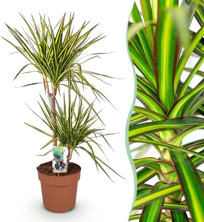 Plantenboetiek.nl | Green is... Dracaena Sunray - Drakenbloedboom - Weinig onderhoud - Groen - Ø21cm - 90-100cm hoog - Kamerplant - Groenblijvend