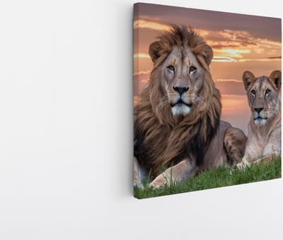 Saammp Canvas Schilderij - Leeuwenkoppel met afrikaanse zonsondergang - Dieren - Natuur - 20x20 - Foto op canvas - Wanddecoratie - Muurdecoratie Woonkamer - Slaapkamer decoratie - Canvas Print