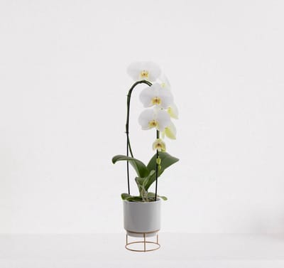 Phalaenopsis Cascade wit in sierpot Emma grijs – bloeiende witte Orchidee – kamerplant - 50-65cm - Ø13 – grootbloemig - geleverd met plantenpot – vers uit de kwekerij