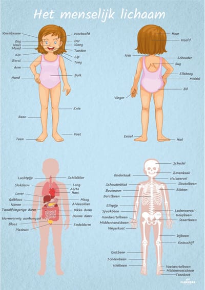 Poster menselijk lichaam vrouwelijk A4 - Kinderkamer accessoires decoratie - Educatieve Posters Leerzaam
