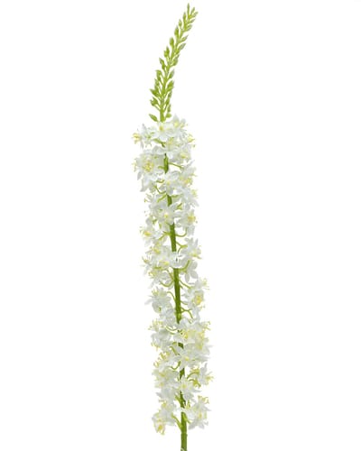 Woestijnstaart wit 106cm
