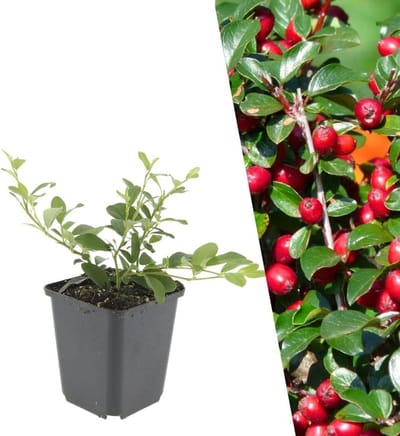 Dwergmispel Planten - Bodembedekkers - Tuin Aankleden - Winterhard - 6 Stuks - Groen