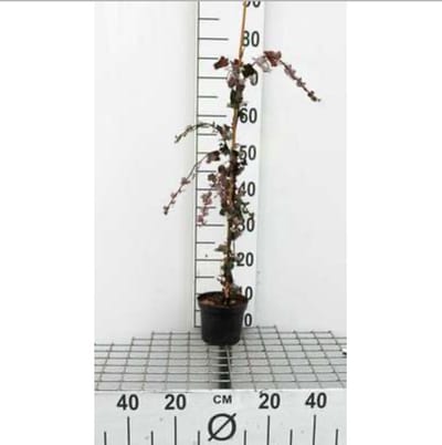 Hedera helix - Gewone Klimop60-80 cm | pot