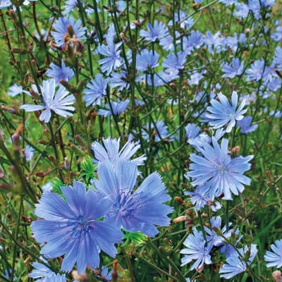 Sluis garden - Inheemse bloemenzaden - Wilde cichorei - geproduceerd in Nederland