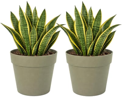 Mega Collections Plantenpot / bloempot - 2x - kunststof - olijfgroen - binnen/buiten - D29 x H28 cm
