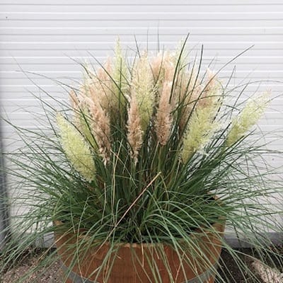 Beplant Wijnvat - Pampasgras - Tiny Pampa - Half Wijnvat - 112 Liter