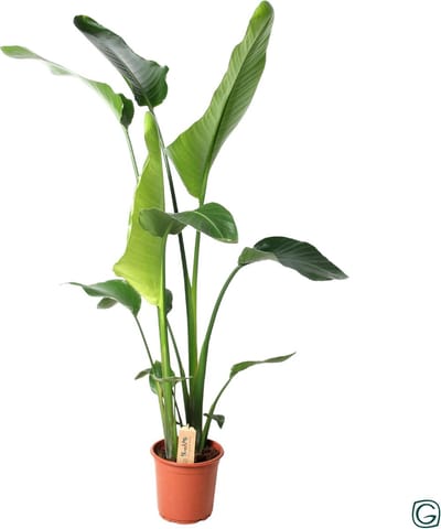 Plantenboetiek.nl | Strelitzia Nicolai - Ø21cm - 90-100cm hoog - Kamerplant - Groenblijvend