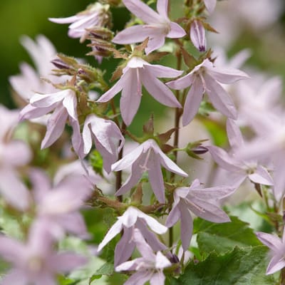 Kruipklokje 'Lisduggan' (Campanula Poscharskyana Lisduggan Variety) - Klokjesbloem Lisduggan Variety - Campanula poscharskyana
