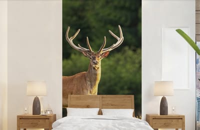 Behang - Fotobehang Hert - Gewei - Gras - Natuur - Dieren - Groen - Breedte 120 cm x hoogte 240 cm