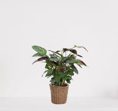 Calathea Compactstar in siermand Amber grof – luchtzuiverende kamerplant – pauwenplant – living plant - 35-45cm - Ø13 – geleverd met plantenpot – vers uit de kwekerij
