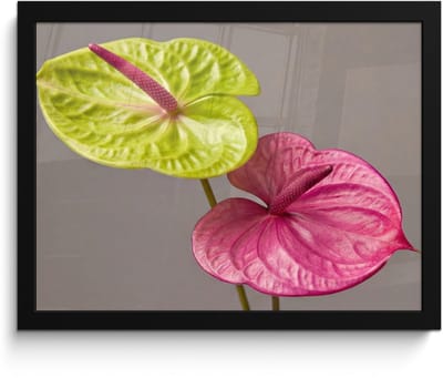 Poster in lijst - Fotolijst 40x30 cm - Posters - Planten - Anthurium - Groen - Roze - Posterlijst zwart - Decoratie - Wanddecoratie woonkamer - Muurdecoratie slaapkamer