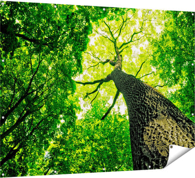 Gards Tuinposter Boom in het Bos met Fel Groene Bladeren - 160x120 cm - Tuindoek - Tuindecoratie - Wanddecoratie buiten - Tuinschilderij