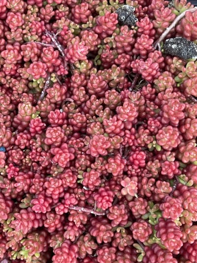 6x Sedum album 'Coral Carpet'