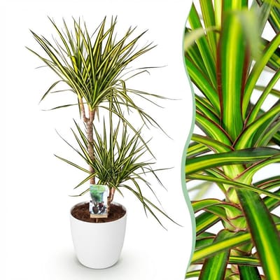 Plantenboetiek.nl | Dracaena Sunray - Drakenbloedboom - Weinig onderhoud - Groen - met Potter Wit - Ø21cm - 90-100cm hoog - Kamerplant - Arrangement - Plant met pot