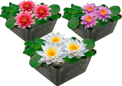 vdvelde.com - Waterlelies voor vijver - Compleetset met 3 soorten, plantmand, substraat en meststof - Winterharde meerjarige waterplanten - Rijke bloei - Plantklaar