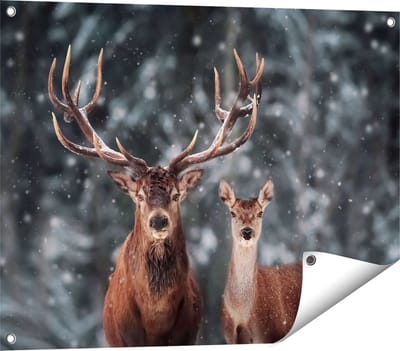 Gards Tuinposter Twee Herten met Sneeuw - 80x60 cm - Tuindoek - Tuindecoratie - Wanddecoratie buiten - Tuinschilderij