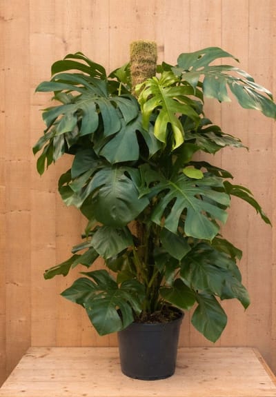 Warentuin Natuurlijk - Monstera gatenplant kamerplant met mosstok potmaat 21 cm H60-80 cm