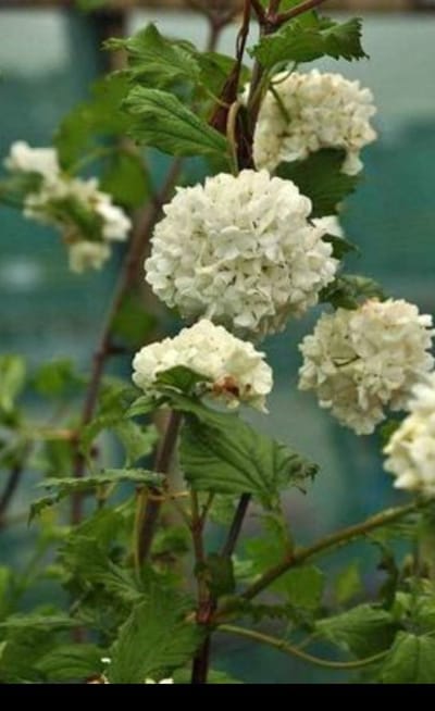 Viburnum op. 'Roseum' - Gelderse Roos 40- 60 cm in pot